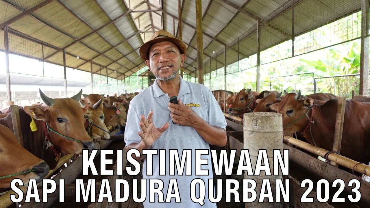 
                                 Sapi-Madura-Qurban-2023-Siap-Pinang